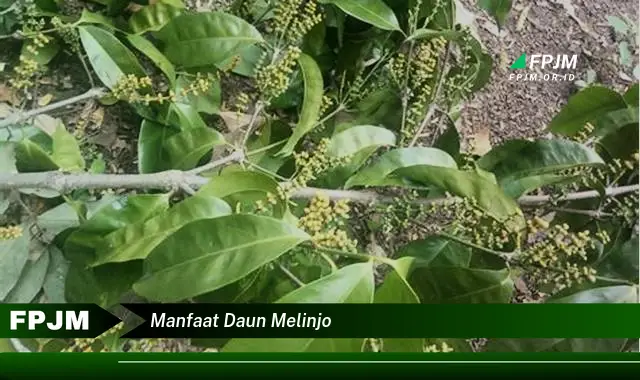 manfaat daun melinjo