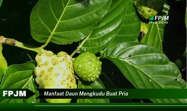 Ketahui 10 Manfaat Daun Mengkudu untuk Kesehatan Pria, Meningkatkan Stamina dan Vitalitas