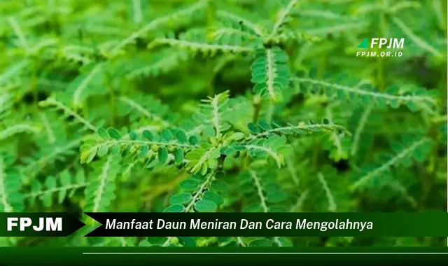 manfaat daun meniran dan cara mengolahnya