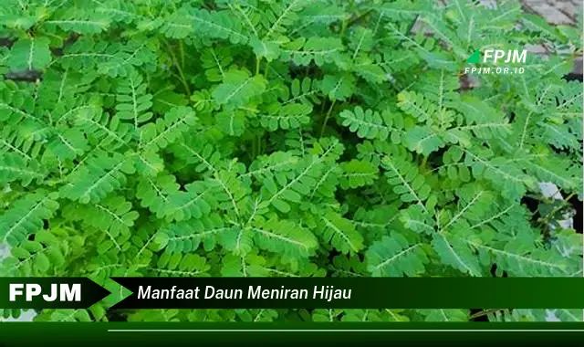 manfaat daun meniran hijau