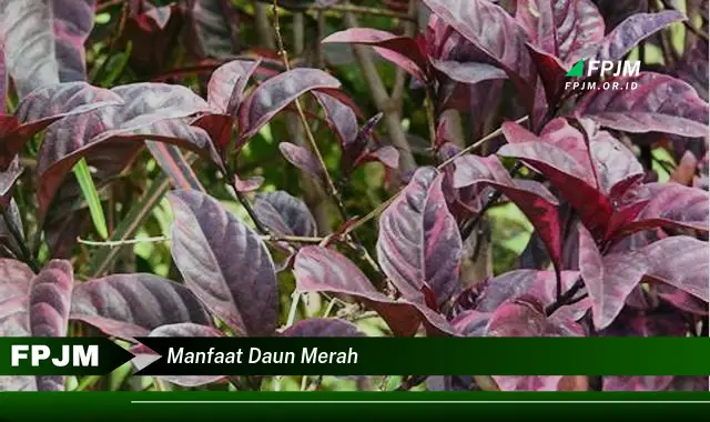 manfaat daun merah