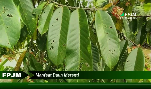 manfaat daun meranti