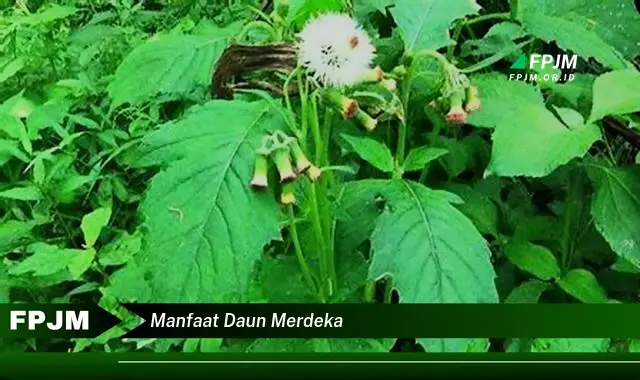 manfaat daun merdeka