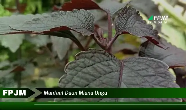 manfaat daun miana ungu