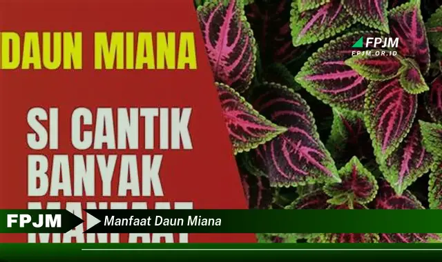 manfaat daun miana