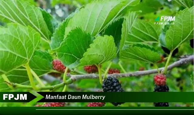 manfaat daun mulberry