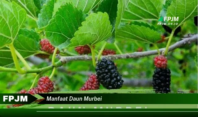 manfaat daun murbei