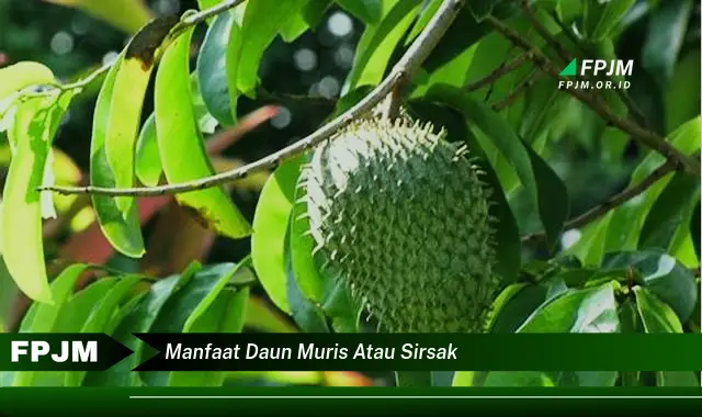 Ketahui 9 Manfaat Daun Muris atau Sirsak untuk Kesehatan Tubuh Anda