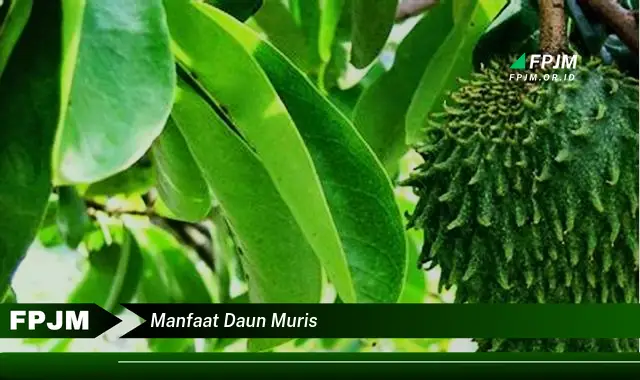 Ketahui 10 Manfaat Daun Muris untuk Kesehatan Anda Secara Lengkap