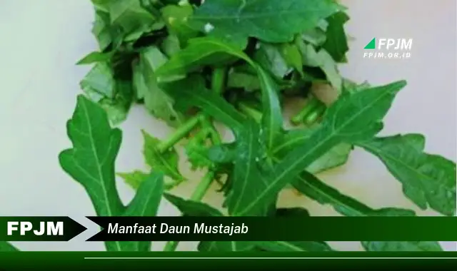 manfaat daun mustajab