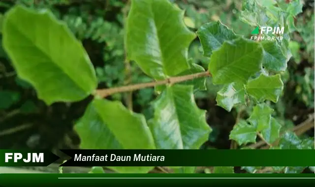 manfaat daun mutiara