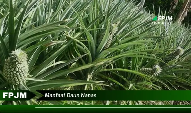 manfaat daun nanas