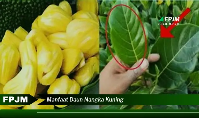 manfaat daun nangka kuning