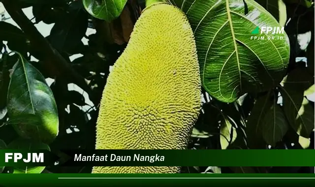 manfaat daun nangka