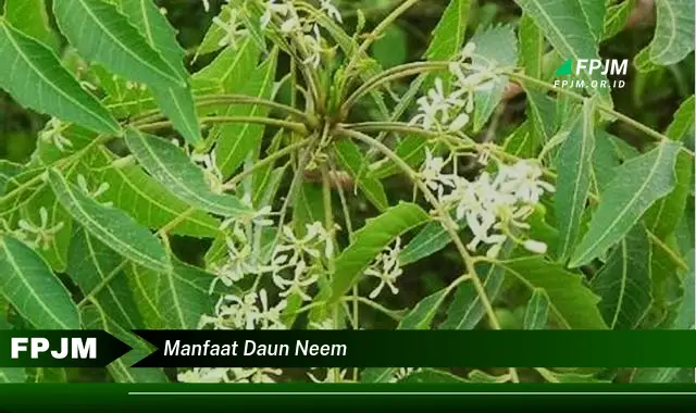 manfaat daun neem