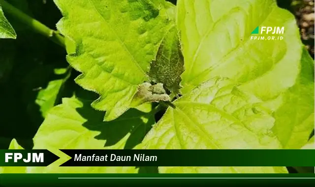 manfaat daun nilam