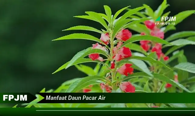 manfaat daun pacar air