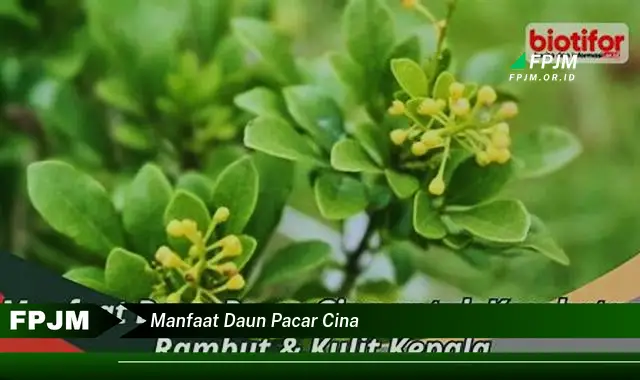 manfaat daun pacar cina