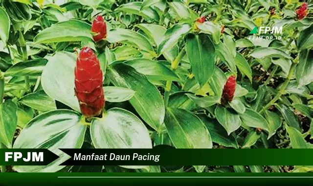 manfaat daun pacing