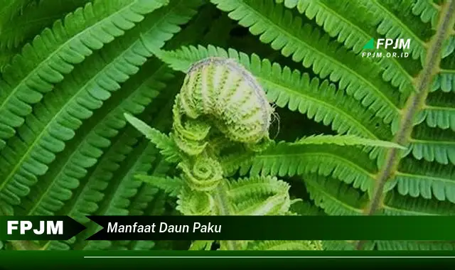 manfaat daun paku