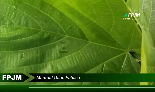 manfaat daun paliasa