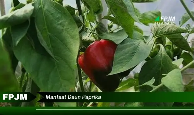 manfaat daun paprika