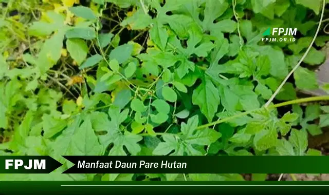 manfaat daun pare hutan