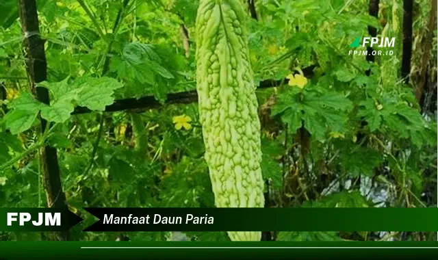 manfaat daun paria