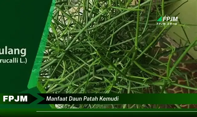 Ketahui 10 Manfaat Daun Patah Kemudi untuk Kesehatan Anda