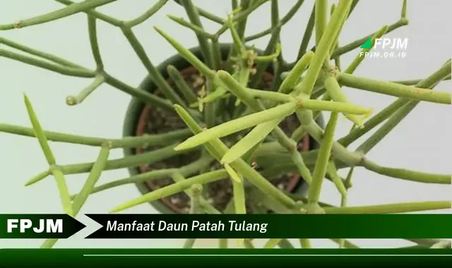 manfaat daun patah tulang