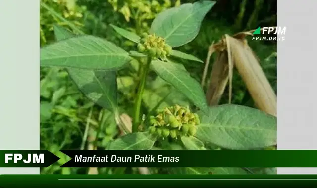 manfaat daun patik emas