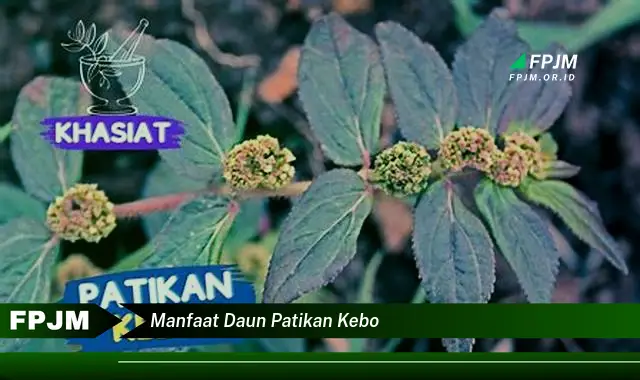 Ketahui 10 Manfaat Daun Patikan Kebo untuk Kesehatan Anda