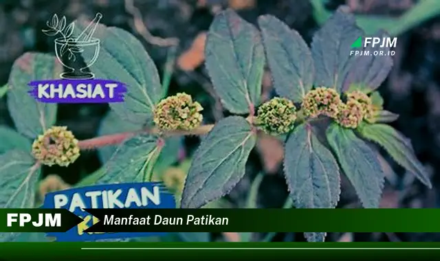 manfaat daun patikan