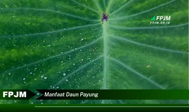 manfaat daun payung