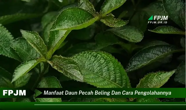 Ketahui 9 Manfaat Daun Pecah Beling untuk Kesehatan dan Cara Mengolahnya dengan Mudah