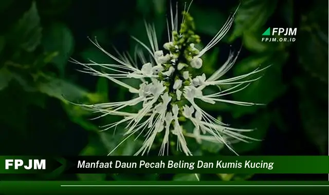 manfaat daun pecah beling dan kumis kucing