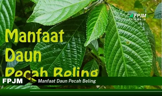 manfaat daun pecah beling