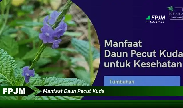 manfaat daun pecut kuda