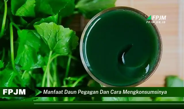 Ketahui 10 Manfaat Daun Pegagan untuk Kesehatan dan Cara Mengonsumsinya dengan Tepat