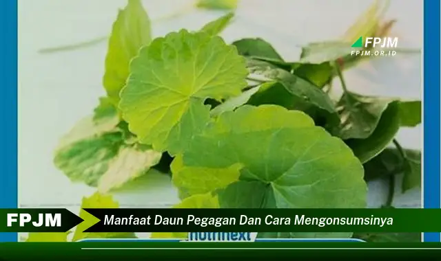 Ketahui 10 Manfaat Daun Pegagan untuk Kesehatan dan Cara Mengonsumsinya dengan Benar