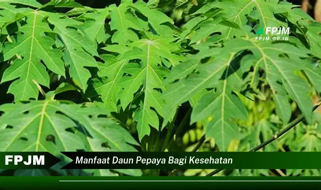 manfaat daun pepaya bagi kesehatan