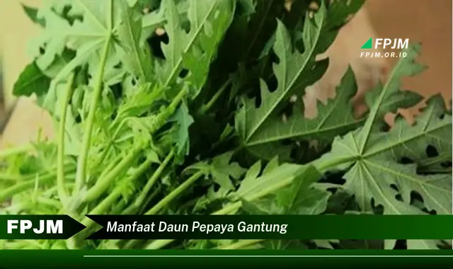 manfaat daun pepaya gantung