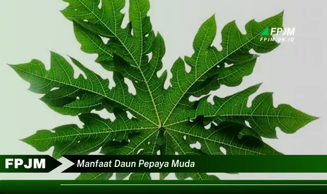 Ketahui 10 Manfaat Daun Pepaya Muda untuk Kesehatan Anda