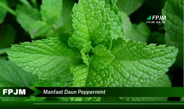 manfaat daun peppermint