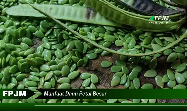 manfaat daun petai besar