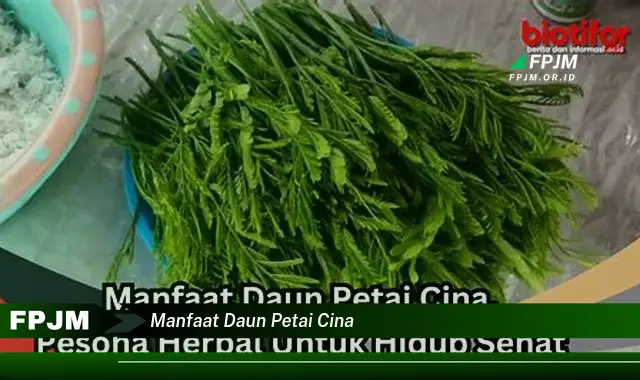 manfaat daun petai cina