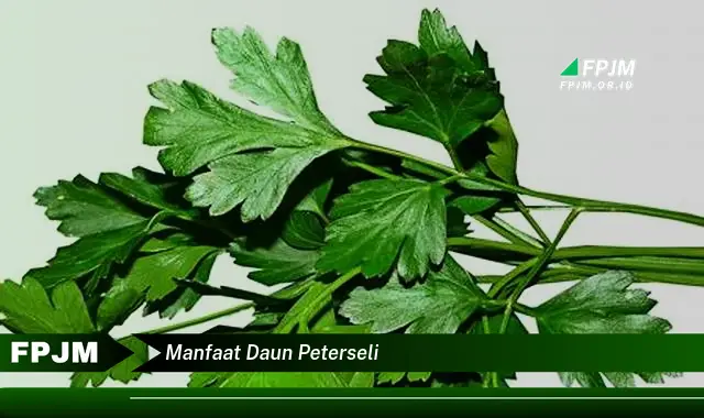 manfaat daun peterseli