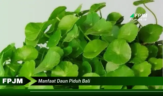 manfaat daun piduh bali