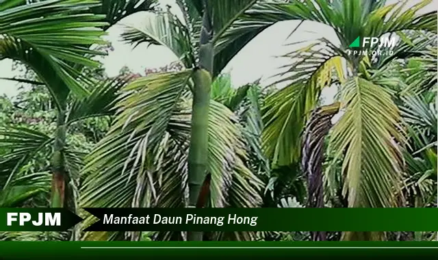 Ketahui 8 Manfaat Daun Pinang Hong untuk Kesehatan Tubuh Anda