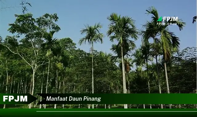 manfaat daun pinang